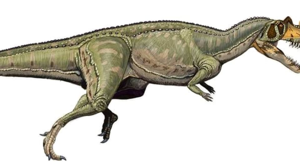 dinosaurus ze skupiny terapodů Ceratosaurus nasicornis - příbuzný nově objevenému druhu